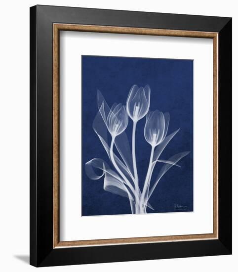 Ecto Indigo Tulips-Albert Koetsier-Framed Photo