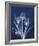 Ecto Indigo Tulips-Albert Koetsier-Framed Photo