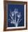 Ecto Indigo Tulips-Albert Koetsier-Framed Photo