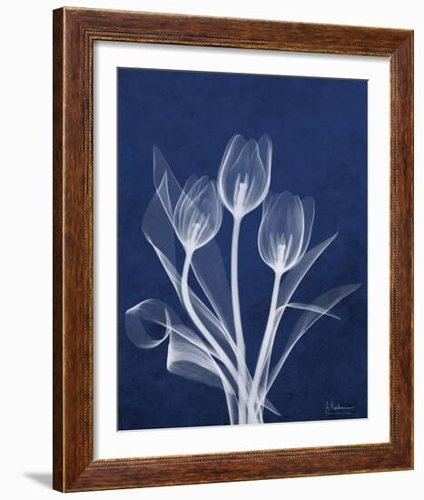 Ecto Indigo Tulips-Albert Koetsier-Framed Photo