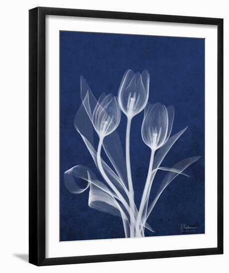 Ecto Indigo Tulips-Albert Koetsier-Framed Photo