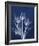 Ecto Indigo Tulips-Albert Koetsier-Framed Photo