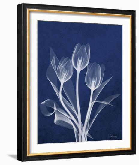 Ecto Indigo Tulips-Albert Koetsier-Framed Photo