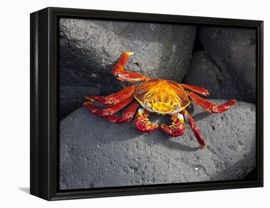 Ecuador, Galapagos, a Brightly Coloured Sally Lightfoot Crab Skips over the Dark Rocks-Niels Van Gijn-Framed Premier Image Canvas