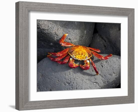 Ecuador, Galapagos, a Brightly Coloured Sally Lightfoot Crab Skips over the Dark Rocks-Niels Van Gijn-Framed Photographic Print