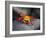 Ecuador, Galapagos, a Brightly Coloured Sally Lightfoot Crab Skips over the Dark Rocks-Niels Van Gijn-Framed Photographic Print