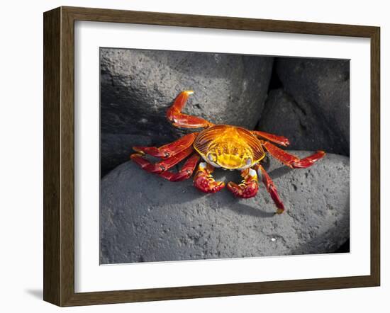 Ecuador, Galapagos, a Brightly Coloured Sally Lightfoot Crab Skips over the Dark Rocks-Niels Van Gijn-Framed Photographic Print