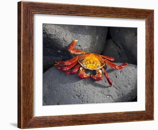 Ecuador, Galapagos, a Brightly Coloured Sally Lightfoot Crab Skips over the Dark Rocks-Niels Van Gijn-Framed Photographic Print