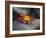 Ecuador, Galapagos, a Brightly Coloured Sally Lightfoot Crab Skips over the Dark Rocks-Niels Van Gijn-Framed Photographic Print