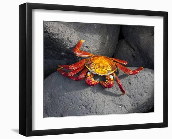 Ecuador, Galapagos, a Brightly Coloured Sally Lightfoot Crab Skips over the Dark Rocks-Niels Van Gijn-Framed Photographic Print