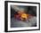 Ecuador, Galapagos, a Brightly Coloured Sally Lightfoot Crab Skips over the Dark Rocks-Niels Van Gijn-Framed Photographic Print