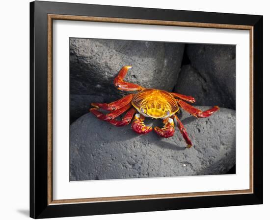 Ecuador, Galapagos, a Brightly Coloured Sally Lightfoot Crab Skips over the Dark Rocks-Niels Van Gijn-Framed Photographic Print