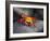 Ecuador, Galapagos, a Brightly Coloured Sally Lightfoot Crab Skips over the Dark Rocks-Niels Van Gijn-Framed Photographic Print