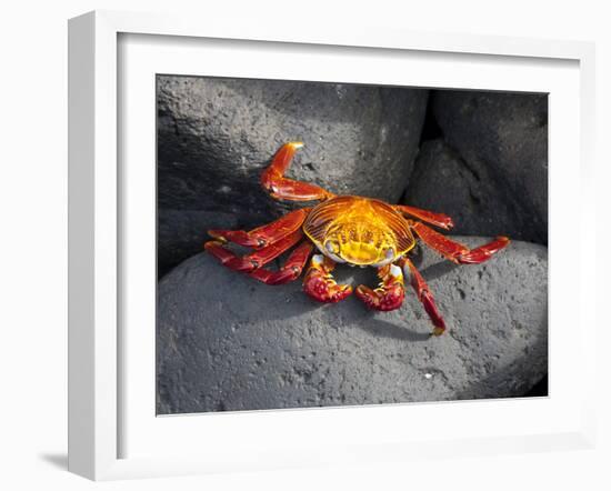 Ecuador, Galapagos, a Brightly Coloured Sally Lightfoot Crab Skips over the Dark Rocks-Niels Van Gijn-Framed Photographic Print