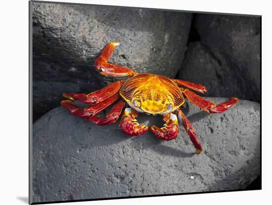 Ecuador, Galapagos, a Brightly Coloured Sally Lightfoot Crab Skips over the Dark Rocks-Niels Van Gijn-Mounted Photographic Print