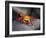 Ecuador, Galapagos, a Brightly Coloured Sally Lightfoot Crab Skips over the Dark Rocks-Niels Van Gijn-Framed Photographic Print