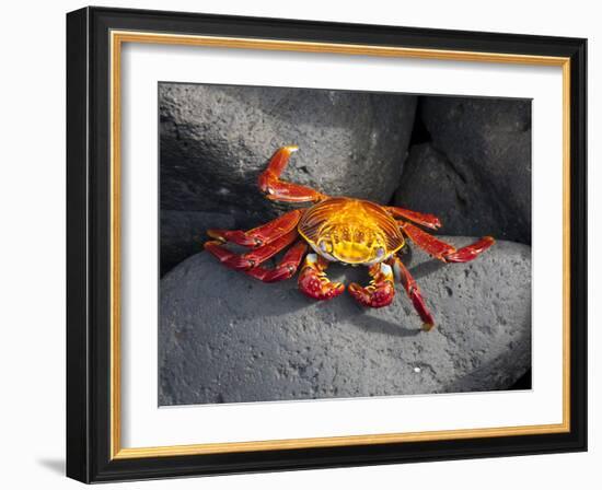 Ecuador, Galapagos, a Brightly Coloured Sally Lightfoot Crab Skips over the Dark Rocks-Niels Van Gijn-Framed Photographic Print