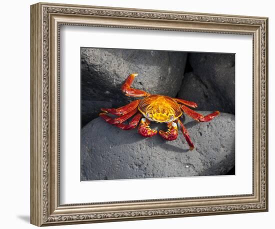 Ecuador, Galapagos, a Brightly Coloured Sally Lightfoot Crab Skips over the Dark Rocks-Niels Van Gijn-Framed Photographic Print