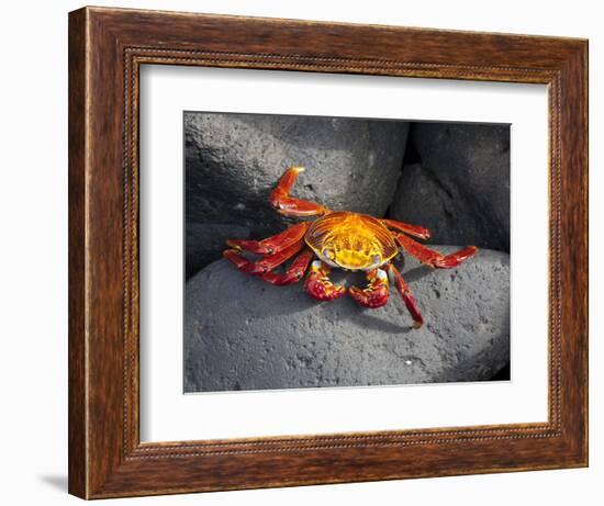 Ecuador, Galapagos, a Brightly Coloured Sally Lightfoot Crab Skips over the Dark Rocks-Niels Van Gijn-Framed Photographic Print