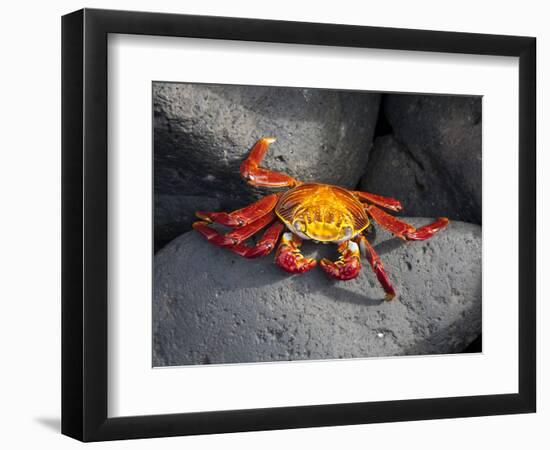 Ecuador, Galapagos, a Brightly Coloured Sally Lightfoot Crab Skips over the Dark Rocks-Niels Van Gijn-Framed Photographic Print