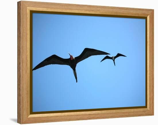 Ecuador, Galapagos, a Male and Female Frigate Bird Soar Overhead-Niels Van Gijn-Framed Premier Image Canvas