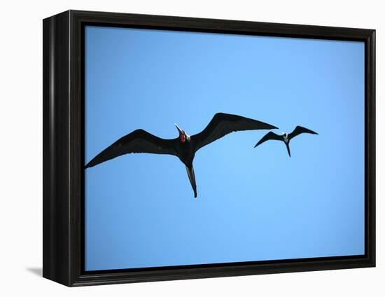 Ecuador, Galapagos, a Male and Female Frigate Bird Soar Overhead-Niels Van Gijn-Framed Premier Image Canvas