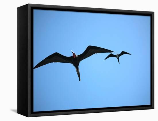 Ecuador, Galapagos, a Male and Female Frigate Bird Soar Overhead-Niels Van Gijn-Framed Premier Image Canvas