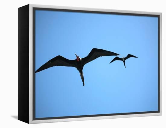 Ecuador, Galapagos, a Male and Female Frigate Bird Soar Overhead-Niels Van Gijn-Framed Premier Image Canvas