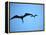 Ecuador, Galapagos, a Male and Female Frigate Bird Soar Overhead-Niels Van Gijn-Framed Premier Image Canvas