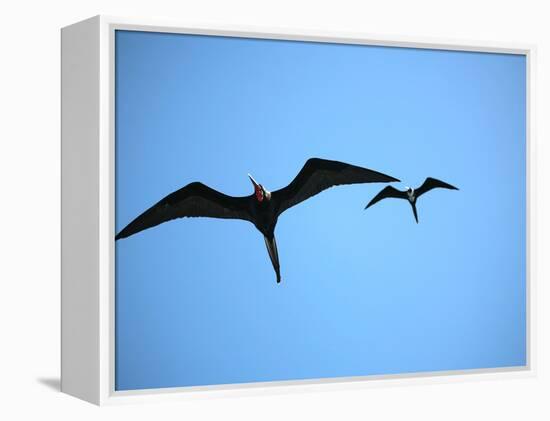 Ecuador, Galapagos, a Male and Female Frigate Bird Soar Overhead-Niels Van Gijn-Framed Premier Image Canvas