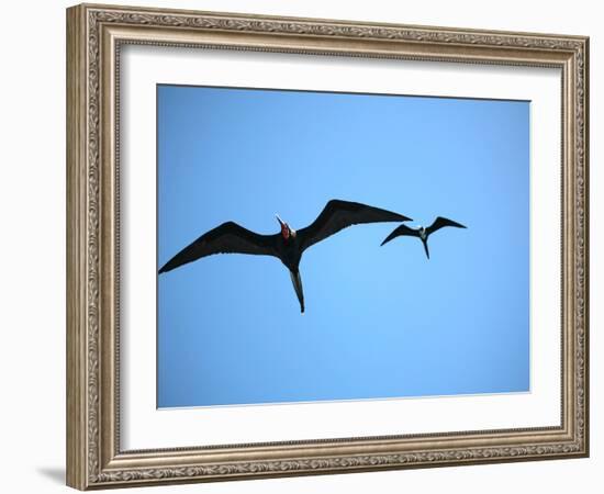 Ecuador, Galapagos, a Male and Female Frigate Bird Soar Overhead-Niels Van Gijn-Framed Photographic Print