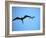 Ecuador, Galapagos, a Male and Female Frigate Bird Soar Overhead-Niels Van Gijn-Framed Photographic Print