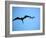 Ecuador, Galapagos, a Male and Female Frigate Bird Soar Overhead-Niels Van Gijn-Framed Photographic Print