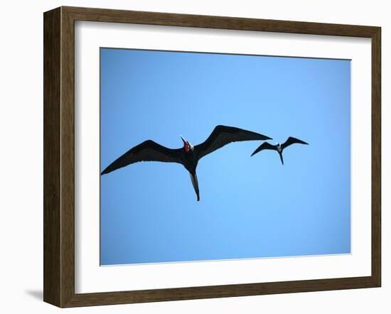 Ecuador, Galapagos, a Male and Female Frigate Bird Soar Overhead-Niels Van Gijn-Framed Photographic Print