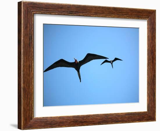 Ecuador, Galapagos, a Male and Female Frigate Bird Soar Overhead-Niels Van Gijn-Framed Photographic Print