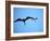 Ecuador, Galapagos, a Male and Female Frigate Bird Soar Overhead-Niels Van Gijn-Framed Photographic Print