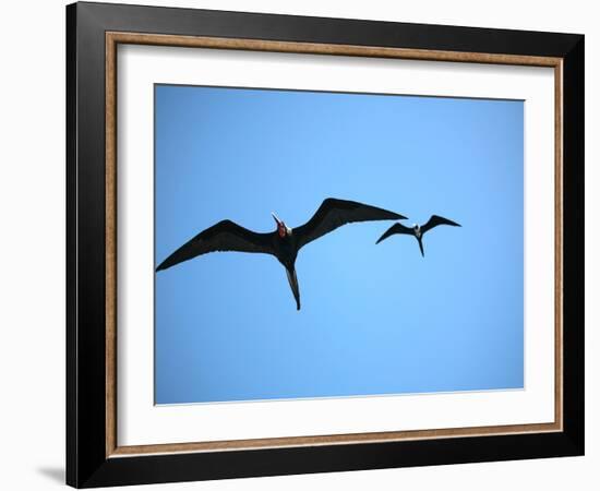 Ecuador, Galapagos, a Male and Female Frigate Bird Soar Overhead-Niels Van Gijn-Framed Photographic Print