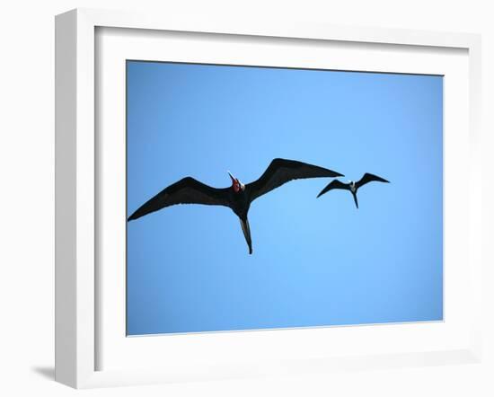 Ecuador, Galapagos, a Male and Female Frigate Bird Soar Overhead-Niels Van Gijn-Framed Photographic Print