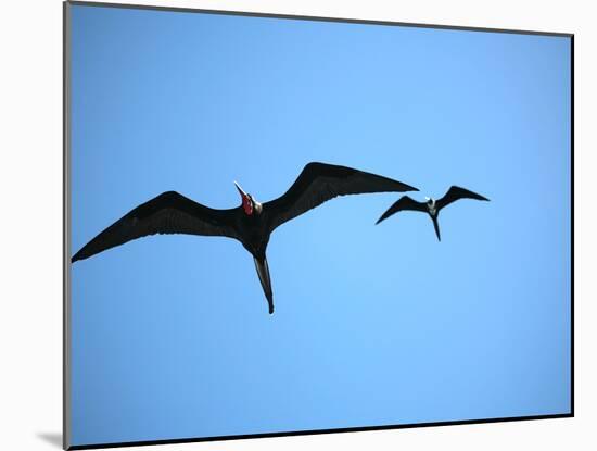 Ecuador, Galapagos, a Male and Female Frigate Bird Soar Overhead-Niels Van Gijn-Mounted Photographic Print