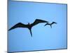 Ecuador, Galapagos, a Male and Female Frigate Bird Soar Overhead-Niels Van Gijn-Mounted Photographic Print