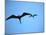 Ecuador, Galapagos, a Male and Female Frigate Bird Soar Overhead-Niels Van Gijn-Mounted Photographic Print