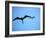 Ecuador, Galapagos, a Male and Female Frigate Bird Soar Overhead-Niels Van Gijn-Framed Photographic Print