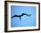 Ecuador, Galapagos, a Male and Female Frigate Bird Soar Overhead-Niels Van Gijn-Framed Photographic Print