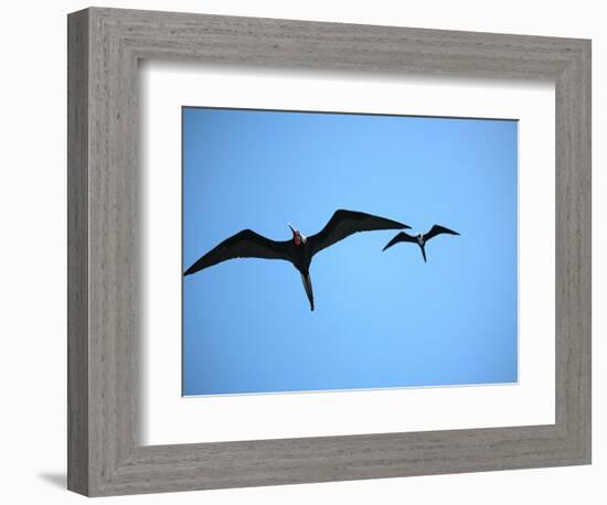 Ecuador, Galapagos, a Male and Female Frigate Bird Soar Overhead-Niels Van Gijn-Framed Photographic Print