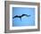 Ecuador, Galapagos, a Male and Female Frigate Bird Soar Overhead-Niels Van Gijn-Framed Photographic Print