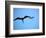 Ecuador, Galapagos, a Male and Female Frigate Bird Soar Overhead-Niels Van Gijn-Framed Photographic Print