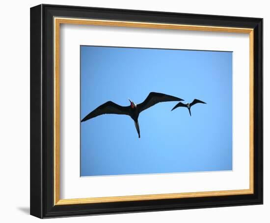 Ecuador, Galapagos, a Male and Female Frigate Bird Soar Overhead-Niels Van Gijn-Framed Photographic Print