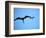 Ecuador, Galapagos, a Male and Female Frigate Bird Soar Overhead-Niels Van Gijn-Framed Photographic Print