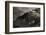 Ecuador, Galapagos. Fe Giant Tortoise at Charles Darwin Station-Jaynes Gallery-Framed Photographic Print