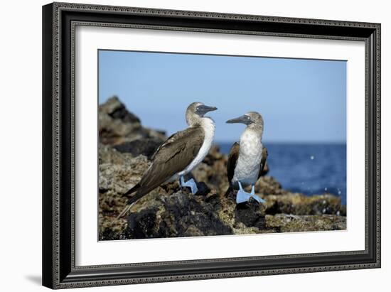 Ecuador, Galapagos, Isabela Island, Punta Moreno. Blue-Footed Booby-Kevin Oke-Framed Photographic Print